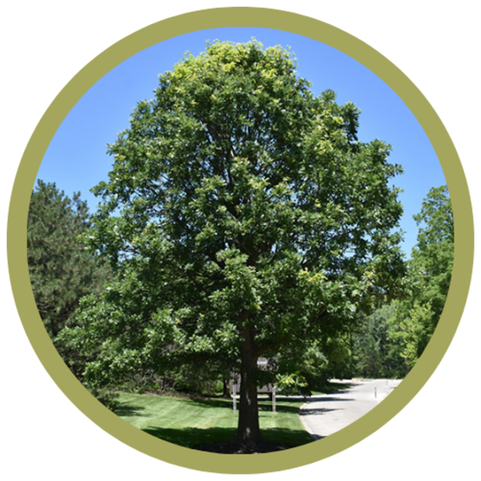 Quercus macrocarpa 'Top Gun' Bur Oak