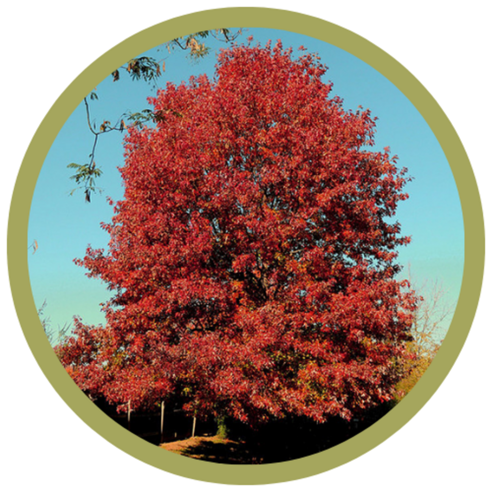 Quercus rubra 'Northern Red' Oak