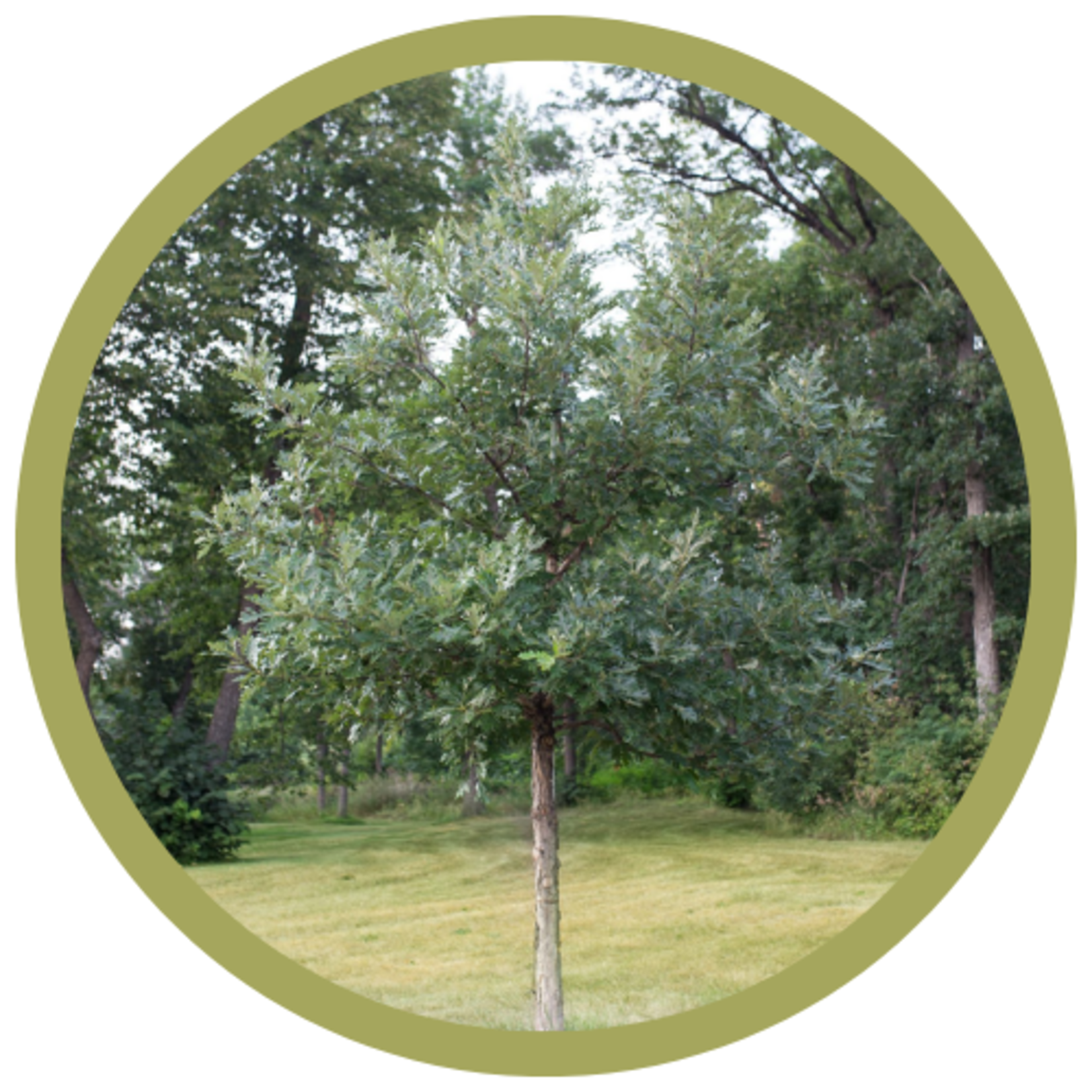 Quercus x jackiana 'Jefmir' Admiration Hybrid Oak