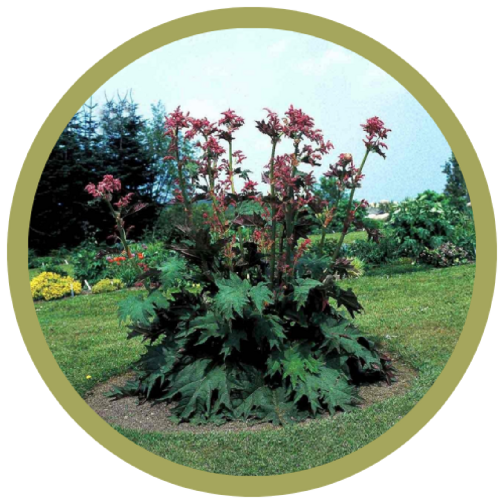 Rheum palmatum Ornamental Rhubarb