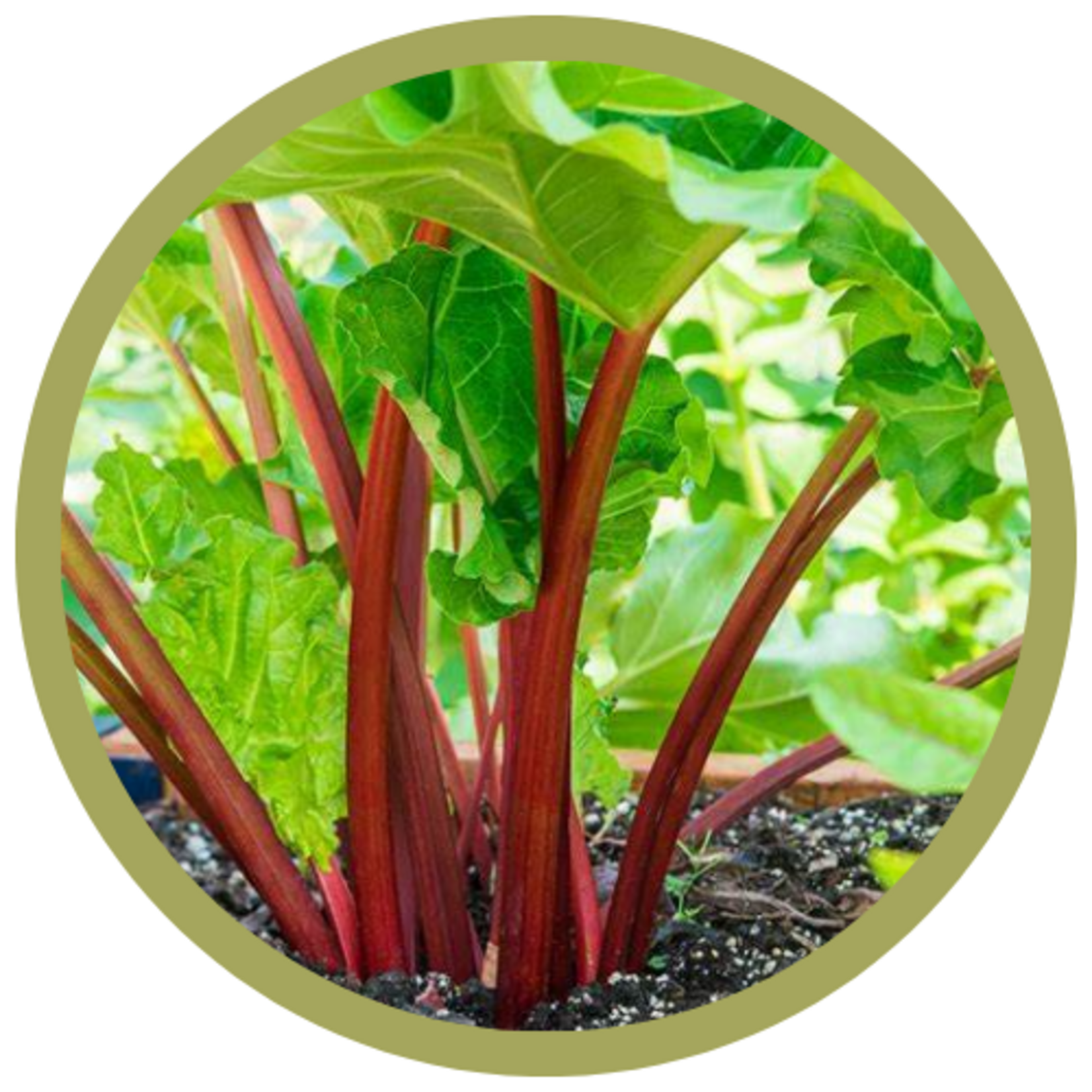 Rheum rhubarbarum 'MacDonald Red' Rhubarb