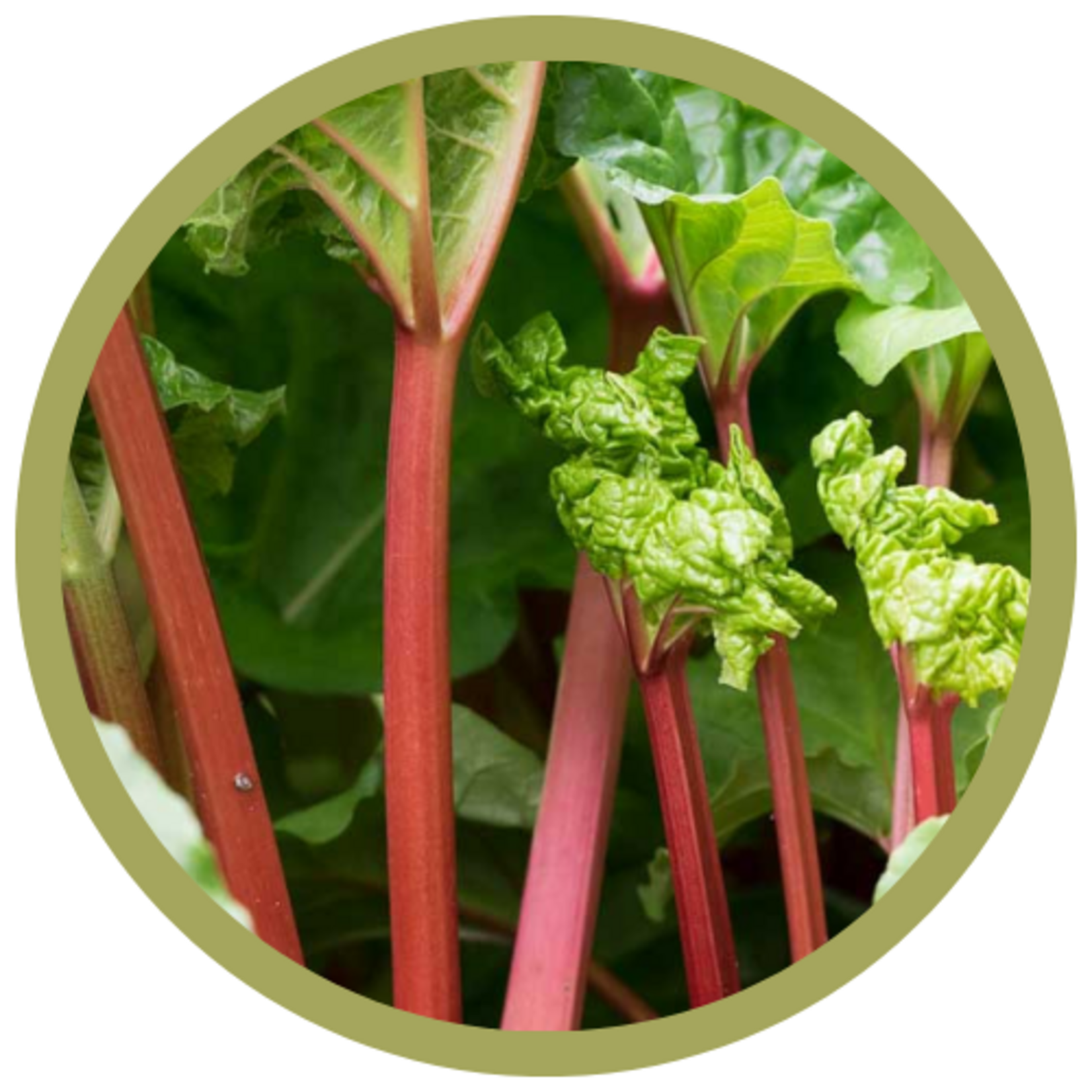 Rheum x 'Strawberry Red' Rhubarb