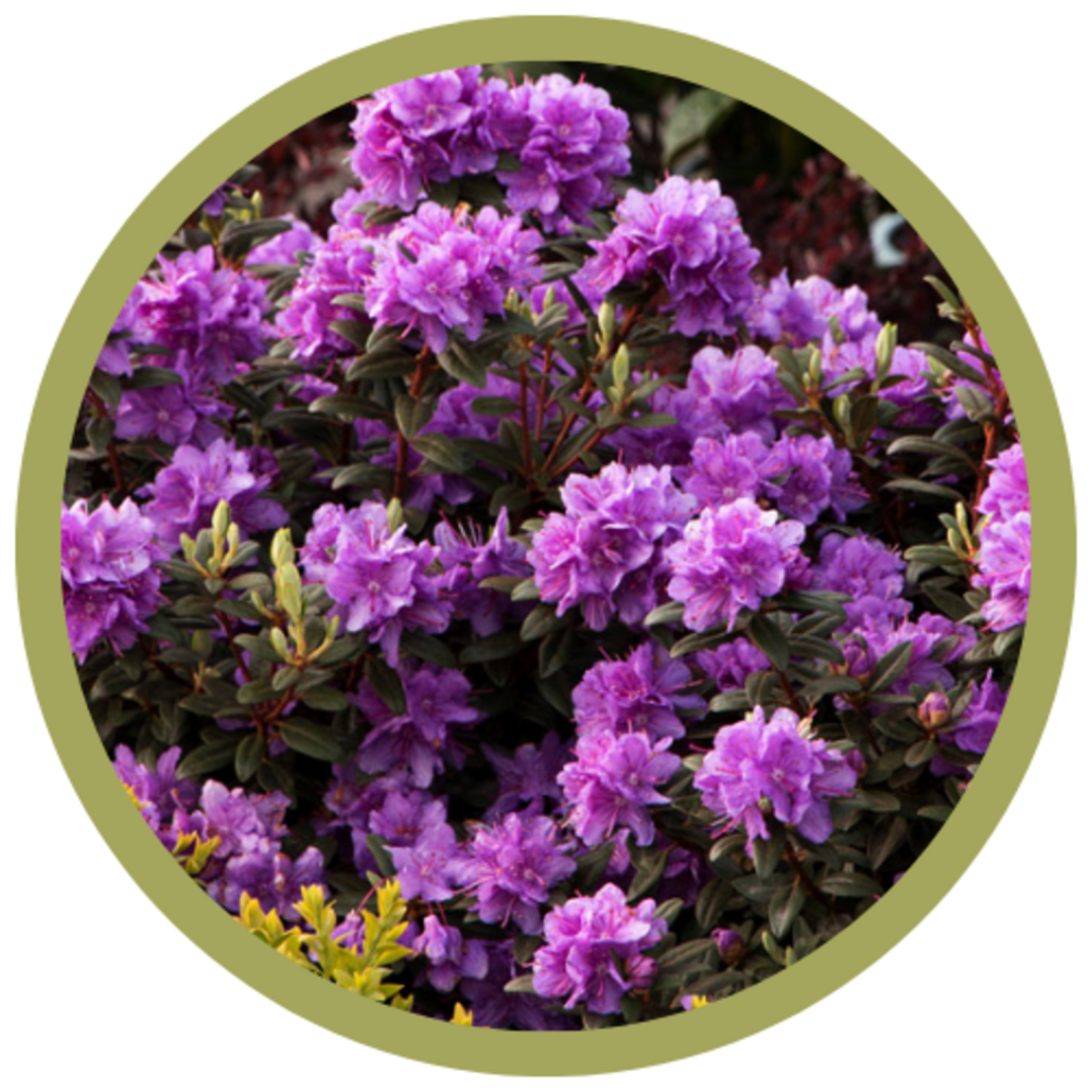 Rhododendron spp. 'Ramapo' Rhododendron