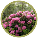 Rhododendron x 'Hellikki' Rhododendron