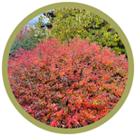 Rhus aromatica 'Gro-Low' Sumac