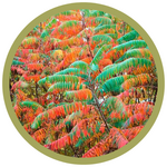 Rhus glabra 'Smooth' Sumac