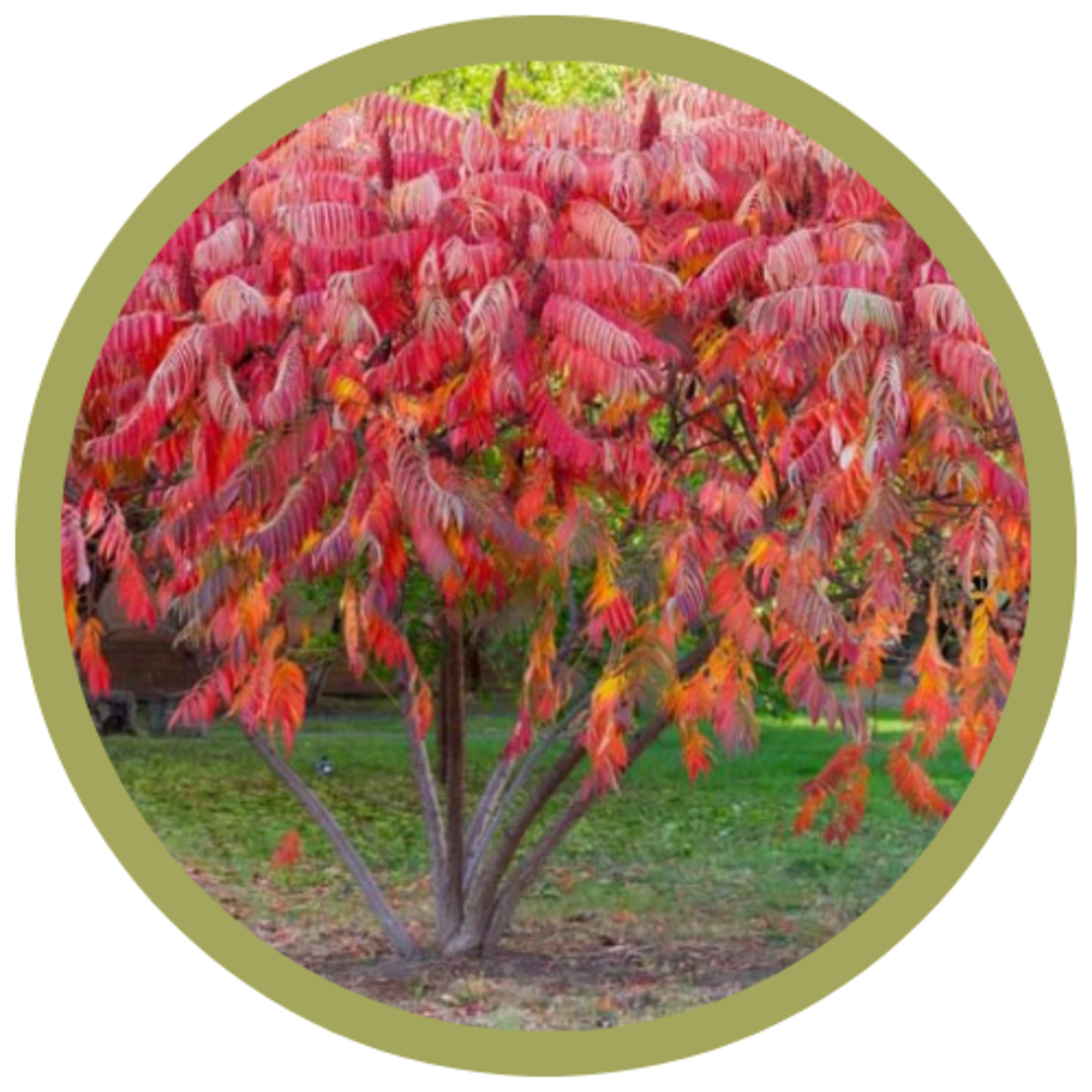 Rhus typhina 'Staghorn' Sumac