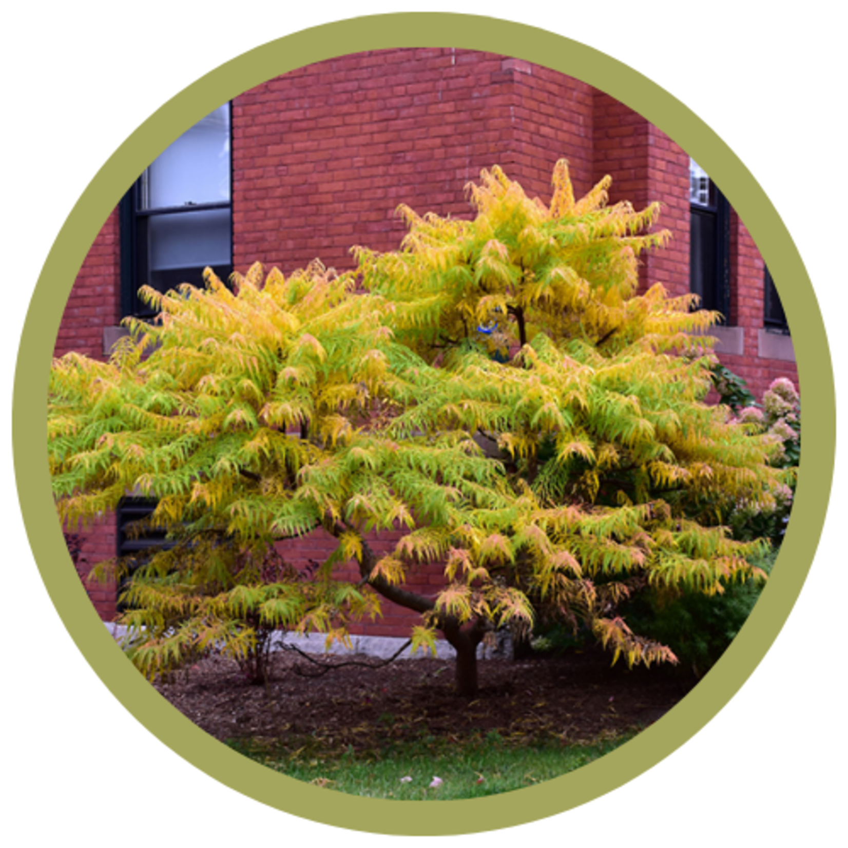 Rhus typhina 'Tiger Eyes' Sumac