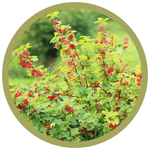 Ribes alpinum 'Alpine' Currant
