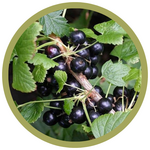 Ribes americanum 'Wild Black' Currant