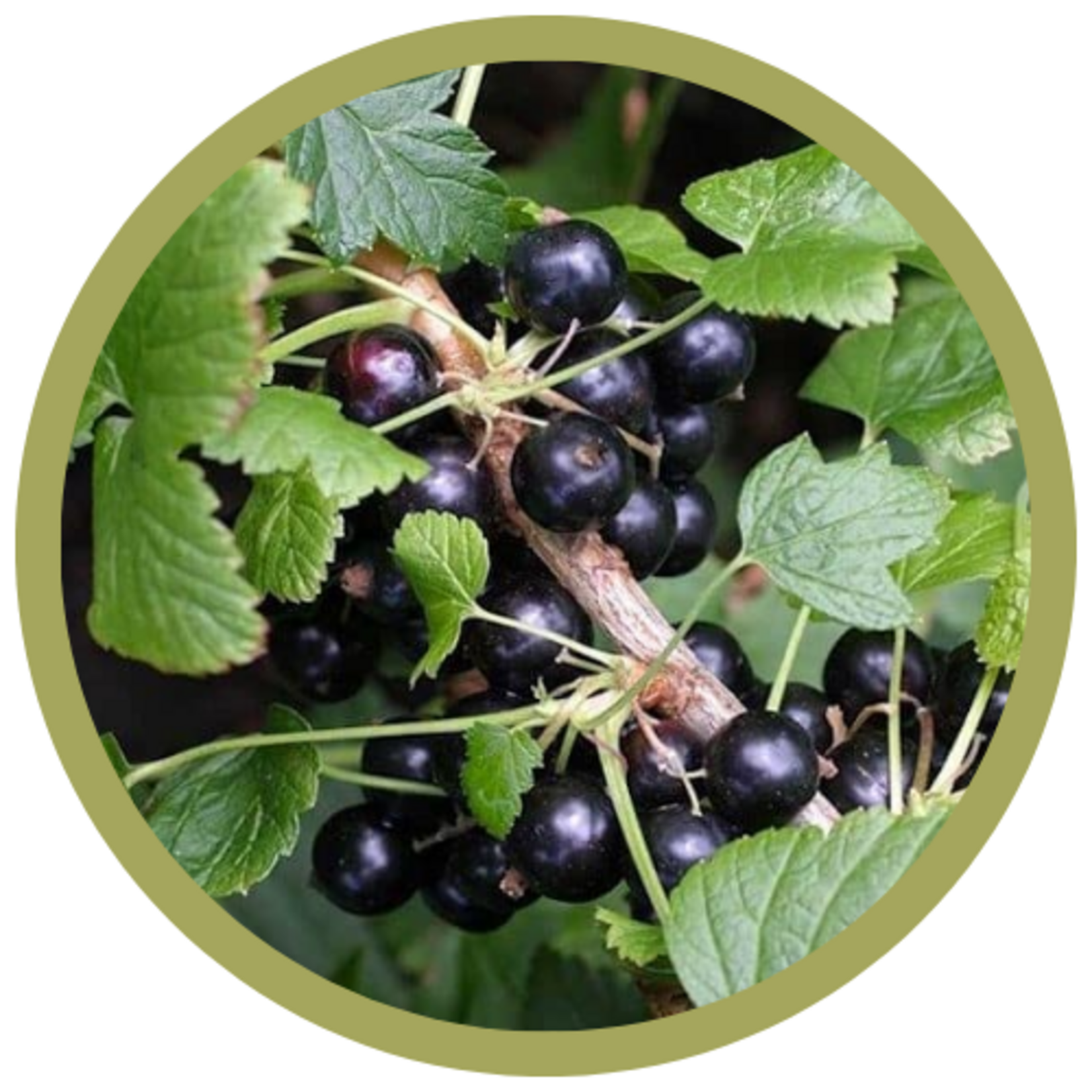 Ribes americanum 'Wild Black' Currant