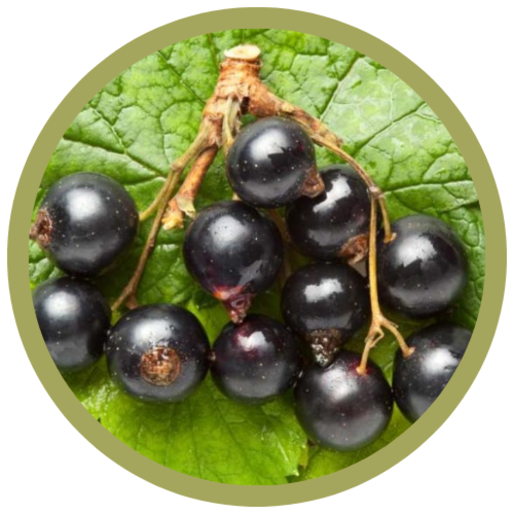 Ribes nigrum 'Ben Sarek' Currant