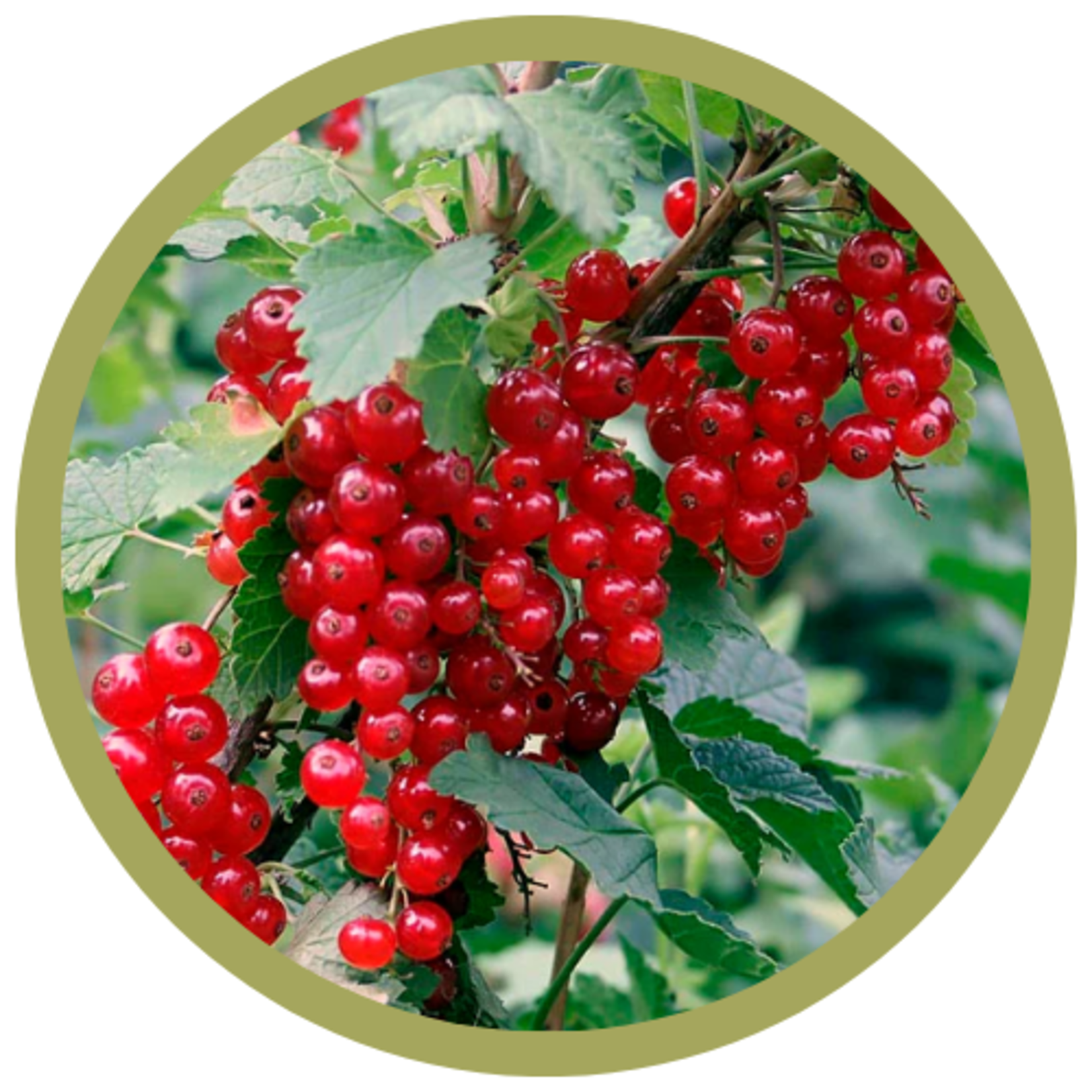 Ribes rubrum 'Red Lake' Currant