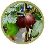 Ribes uva-crispa 'Captivator' Gooseberry