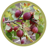 Ribes uva-crispa 'Hinnonmaki Red' Gooseberry