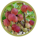 Ribes uva-crispa 'Pixwell' Gooseberry