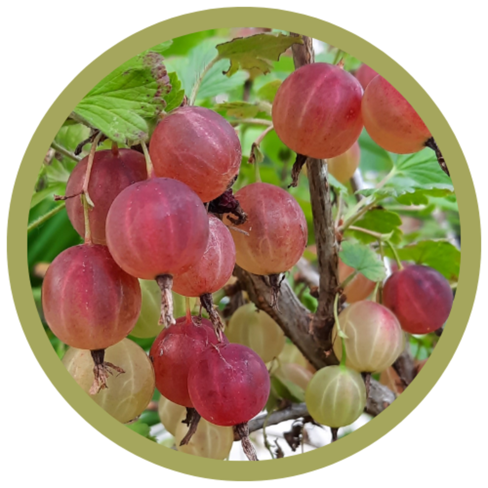 Ribes uva-crispa 'Pixwell' Gooseberry