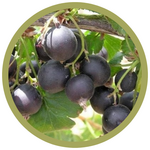 Ribes x nidigrolaria Jostaberry