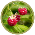 Rubus idaeus 'Autumn Bliss' Raspberry