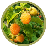 Rubus idaeus 'Fall Gold' Raspberry