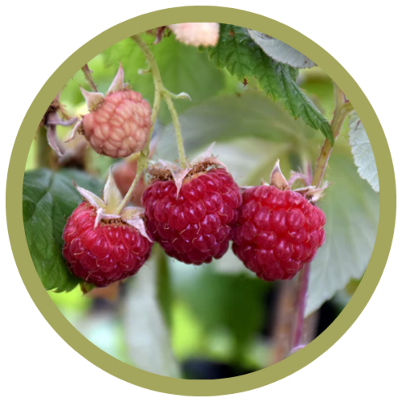 Rubus idaeus 'Heritage' Raspberry
