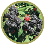Rubus occidentalis 'Wyoming Black' Raspberry