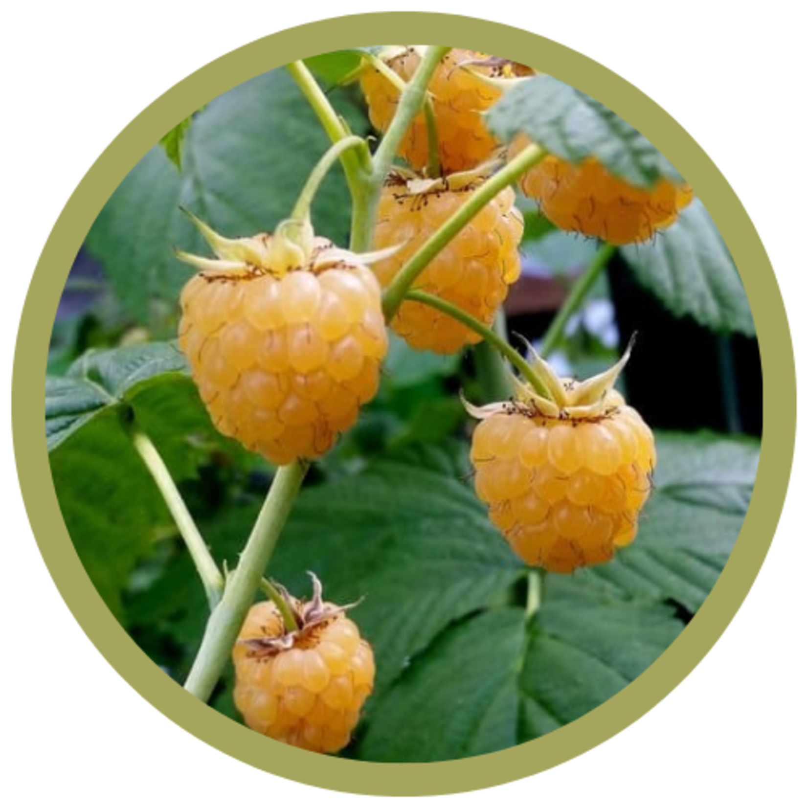 Rubus x 'Honey Queen' Raspberry