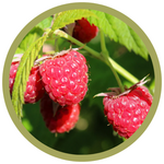 Rubus x 'Red Bounty' Raspberry
