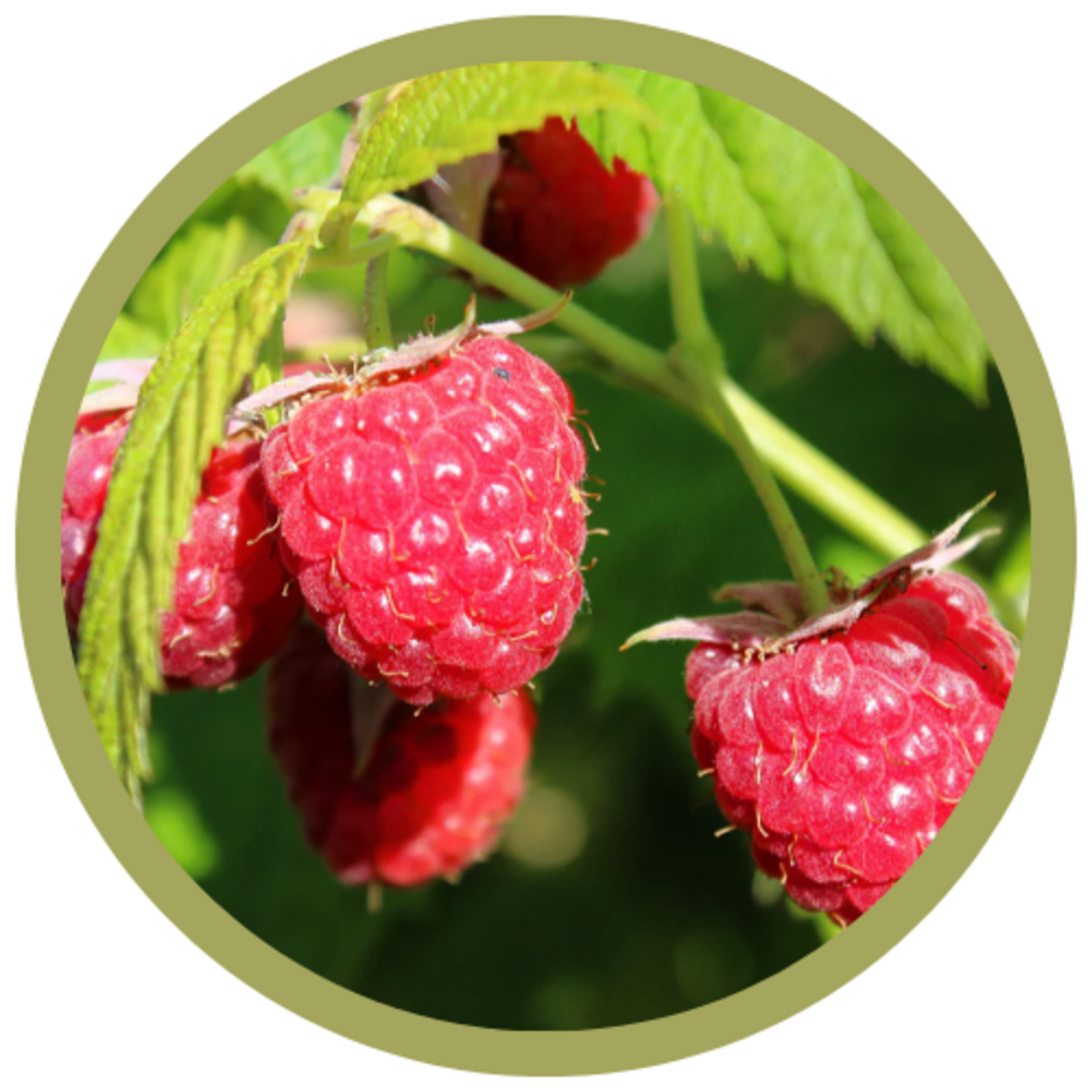 Rubus x 'Red Bounty' Raspberry