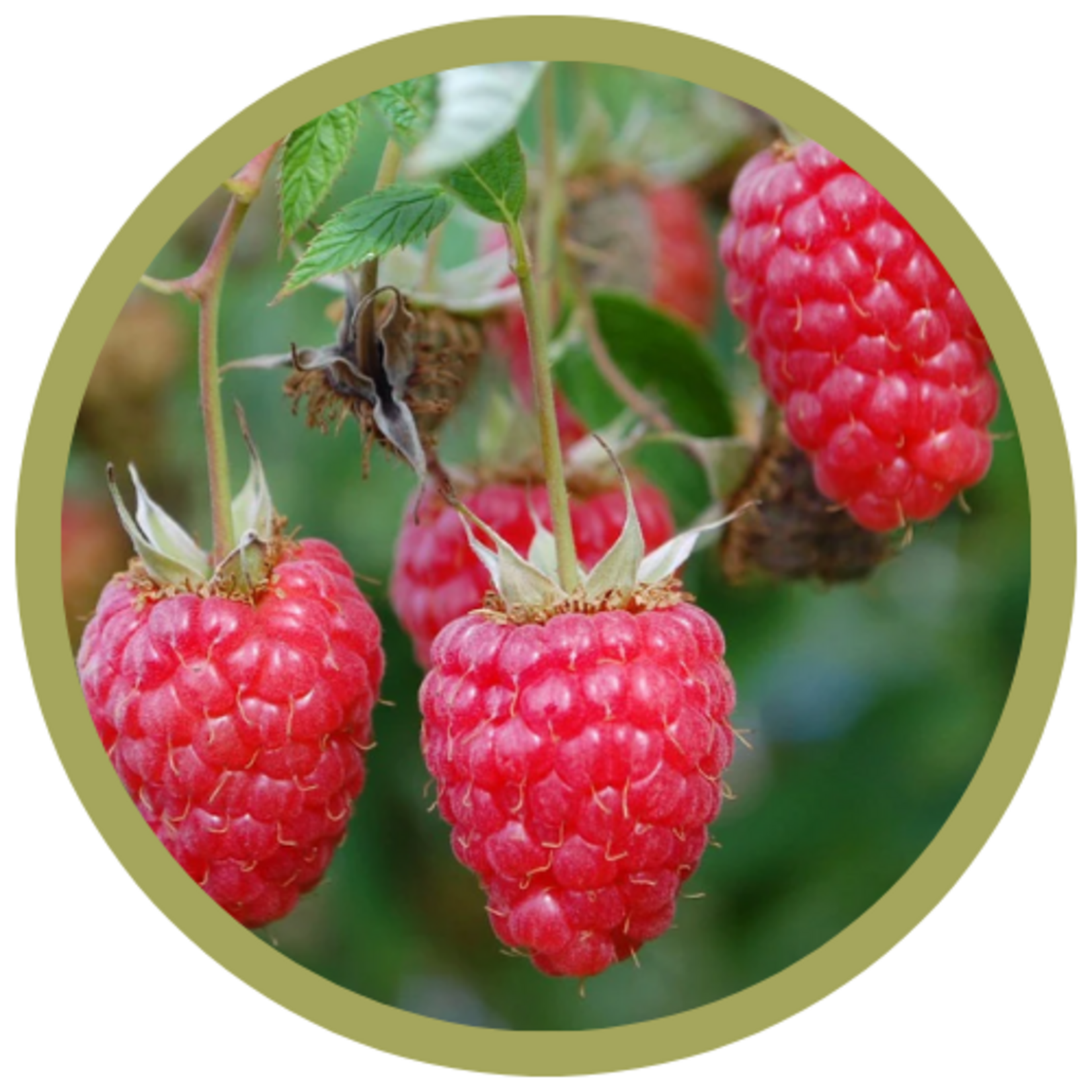 Rubus x 'Red Mammoth' Raspberry