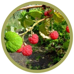 Rubus x 'Red River' Raspberry