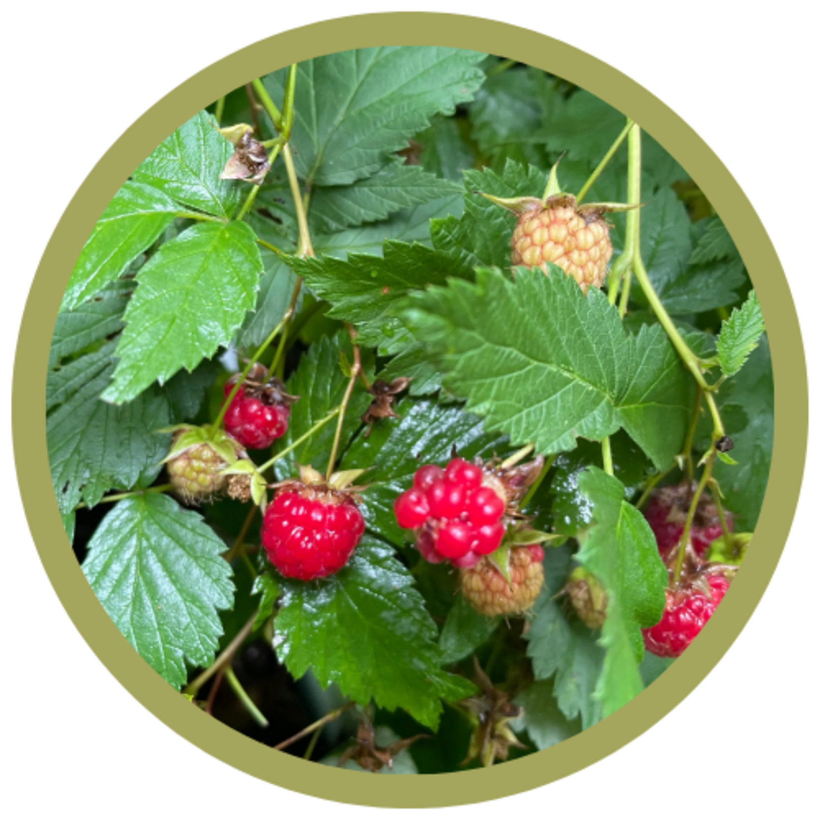 Rubus x 'Souris' Raspberry
