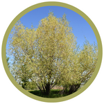 Salix alba 'Golden Advance' Willow