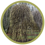 Salix alba 'Pendula' Weeping Pussy Willow