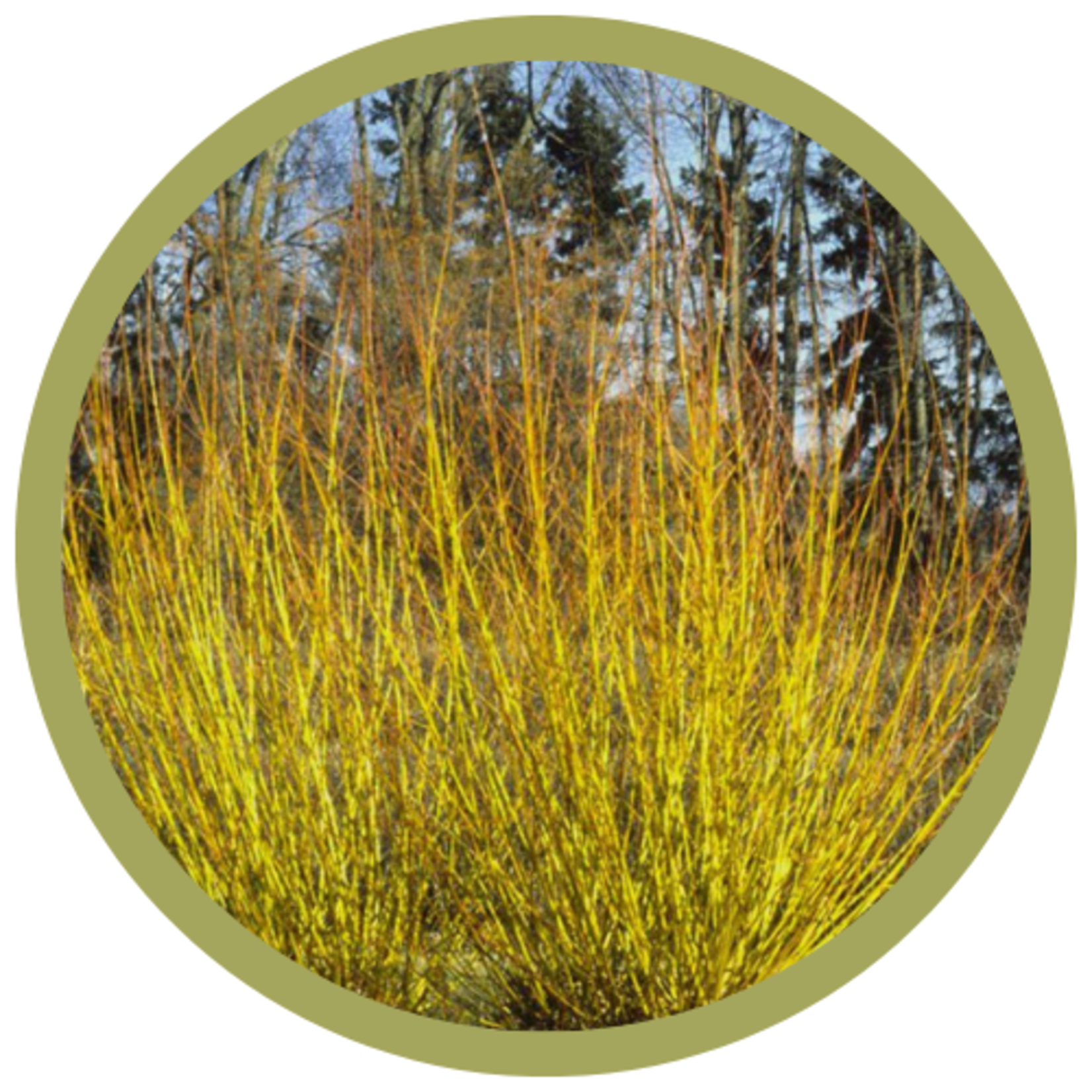 Salix alba 'Vitellina' Golden Willow
