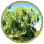 Salix babylonica 'Lace' Weeping Willow