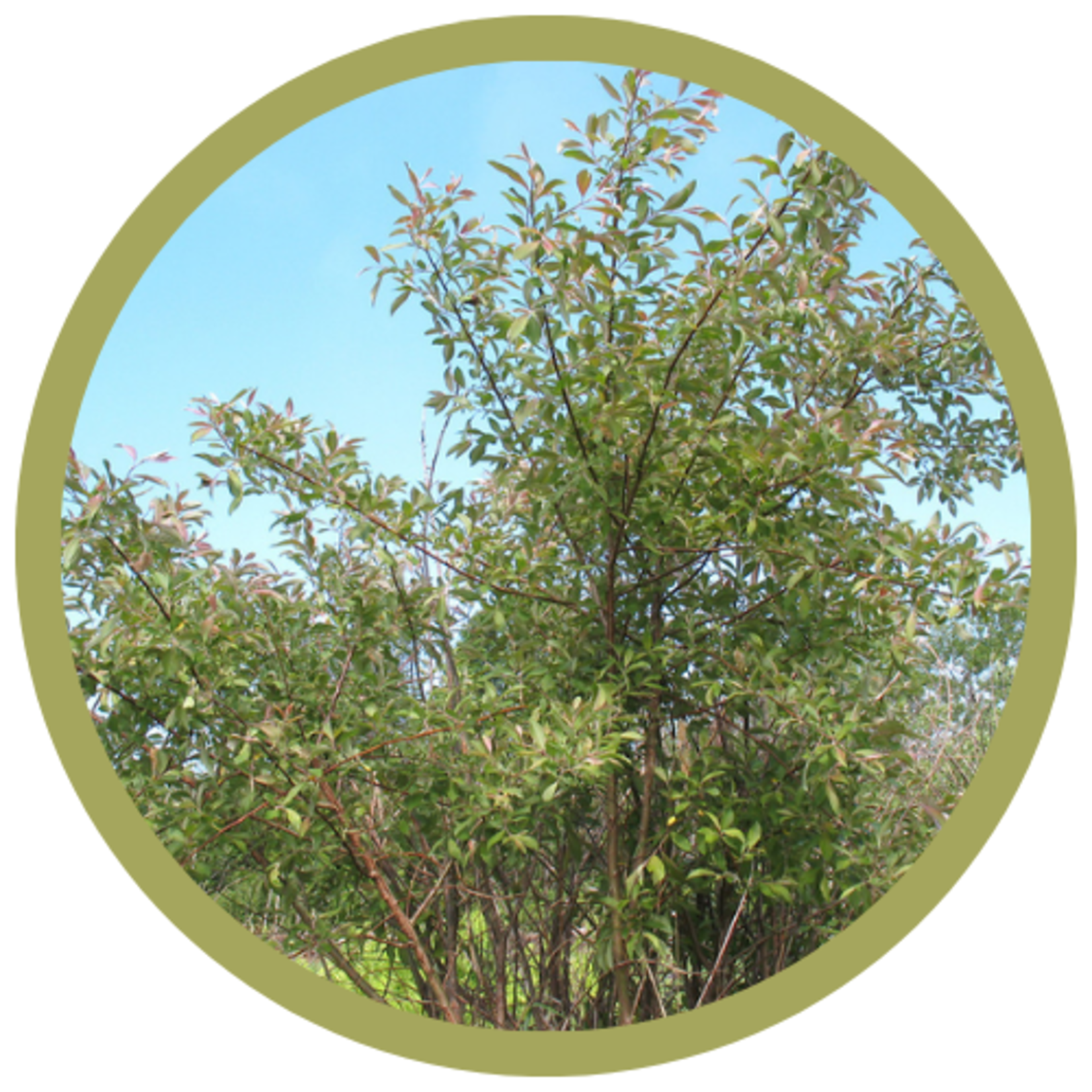 Salix bebbiana Beaked Willow