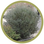 Salix brachycarpa 'Blue Fox' Willow