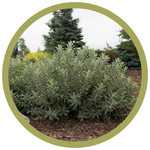 Salix candida 'Jefberg' Iceberg Alley Willow