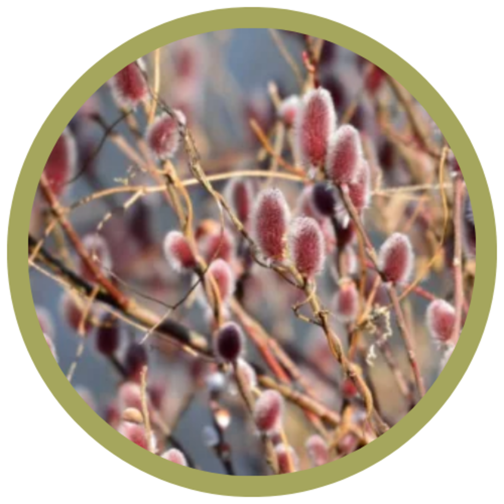 Salix caprea 'French Pink' Pussy Willow