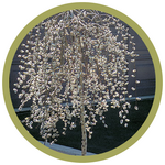 Salix caprea 'Pendula' Weeping Willow