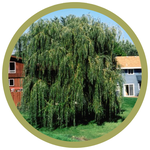 Salix caprea 'Prairie Cascade' Weeping Willow