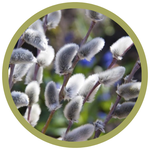 Salix discolor Native Pussy Willow