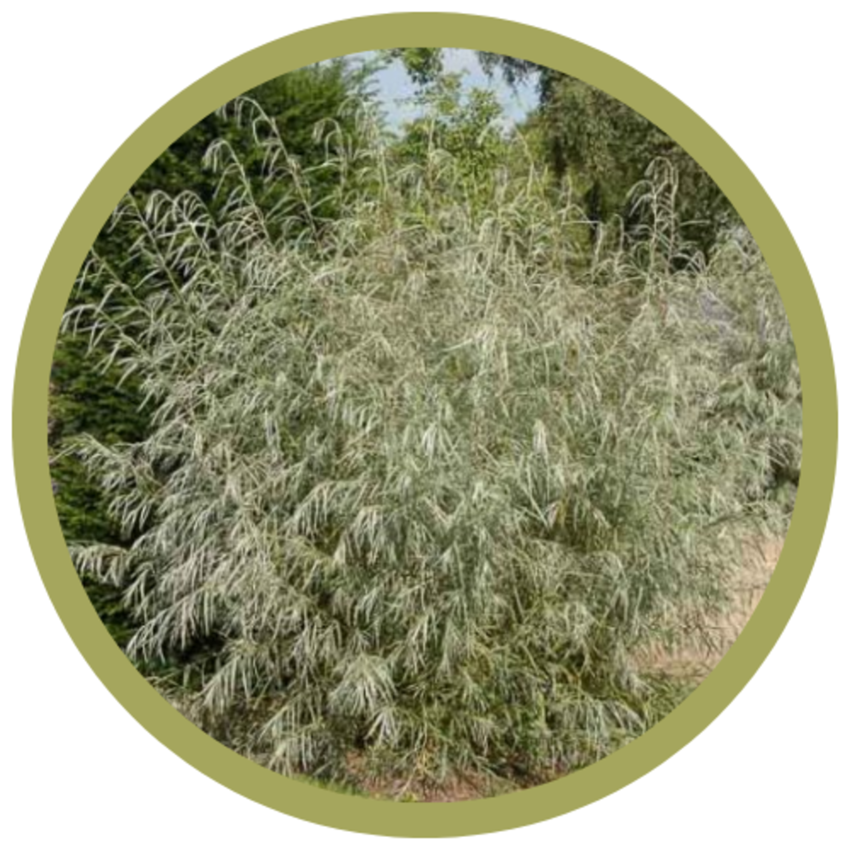 Salix exigua 'Sandbar' Coyote Willow