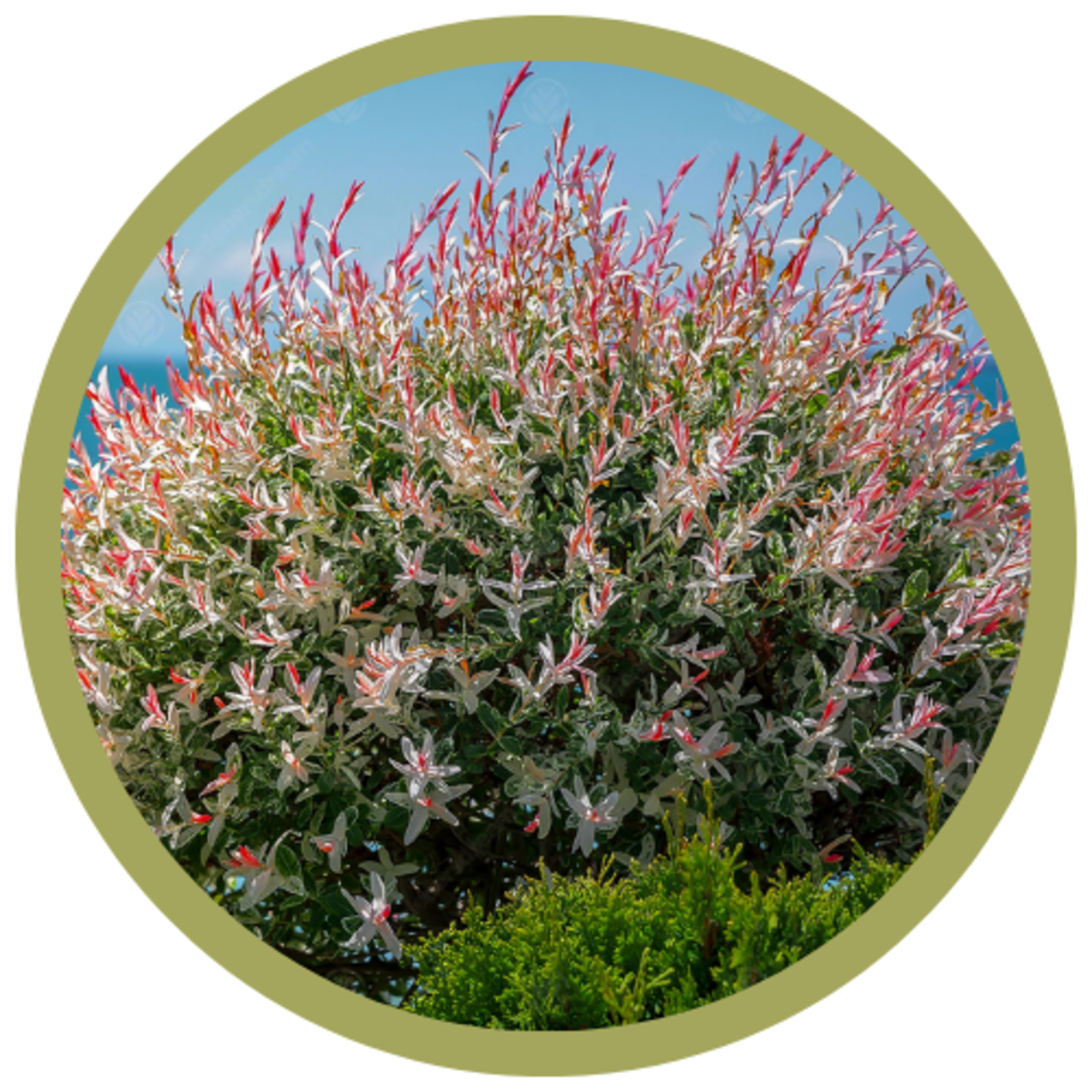 Salix integra 'Flamingo' Willow