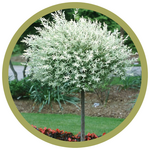 Salix integra 'Hakuro-Nishiki' Dappled Willow