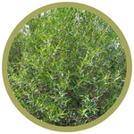 Salix lucida Shining Willow