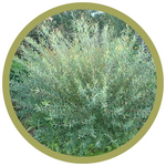 Salix purpurea 'Gracilis' Dwarf Arctic Willow