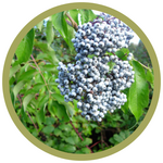 Sambucus cerulea 'Blue' Elderberry