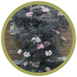 Sambucus nigra 'Eva' Black Lace Elderberry